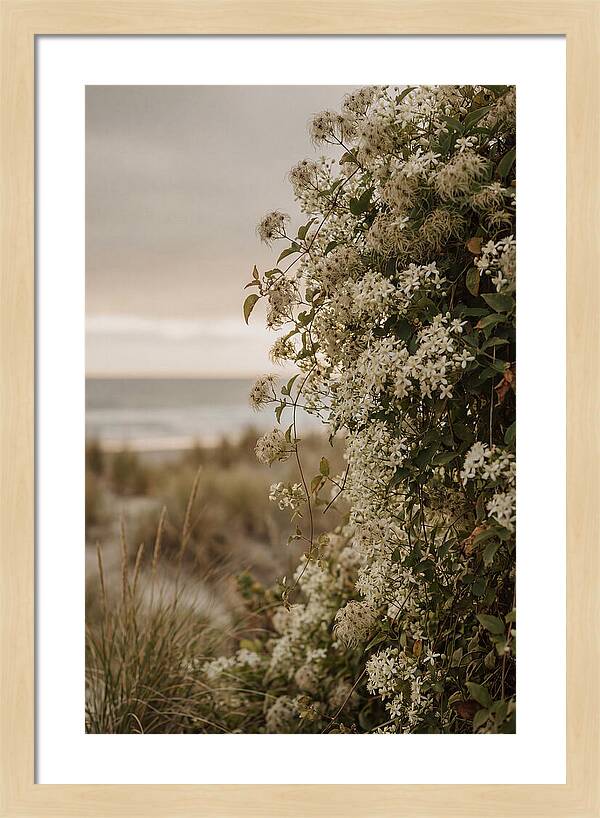 Autumn Clematis Blossoms By The Shore