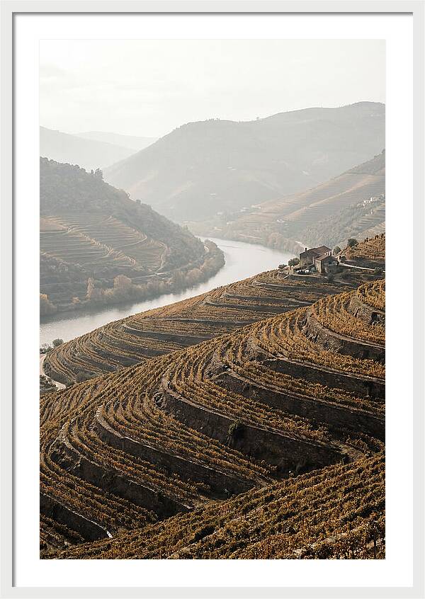 Autumn Colors Of Douro Valley