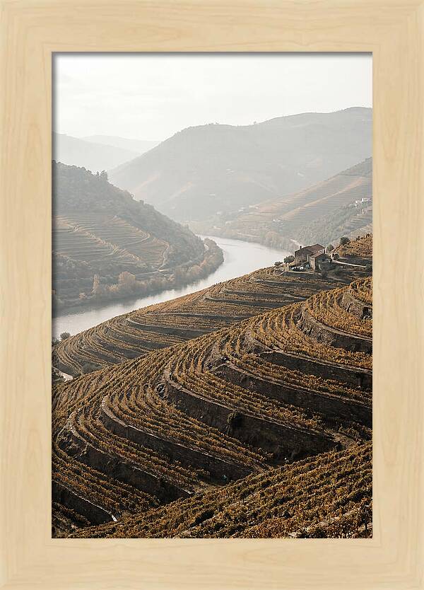 Autumn Colors Of Douro Valley