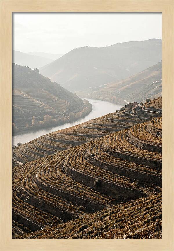 Autumn Colors Of Douro Valley