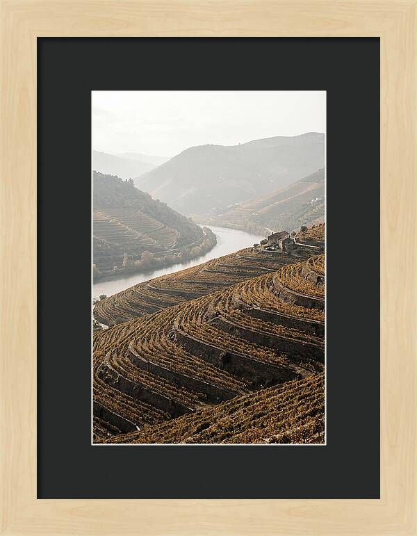 Autumn Colors Of Douro Valley