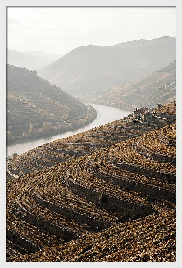 Autumn Colors Of Douro Valley