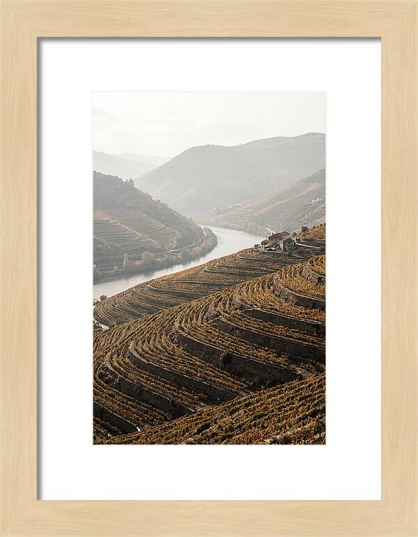 Autumn Colors Of Douro Valley