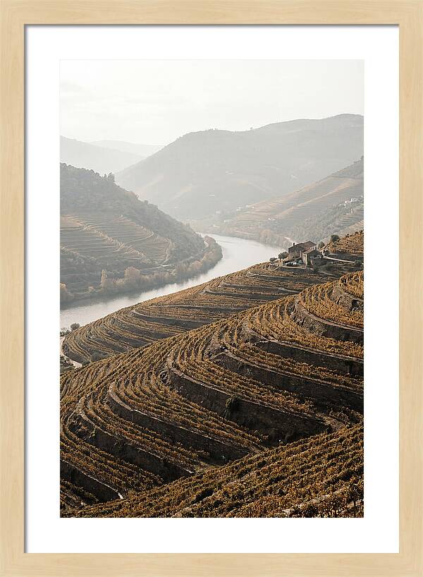 Autumn Colors Of Douro Valley