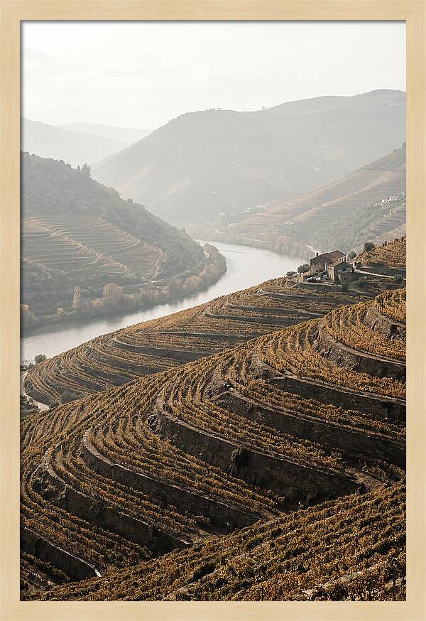 Autumn Colors Of Douro Valley