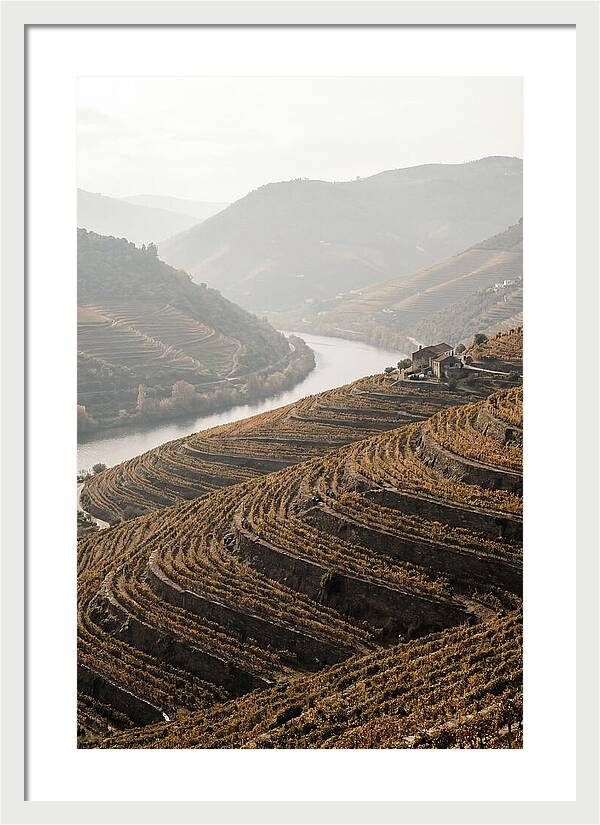 Autumn Colors Of Douro Valley