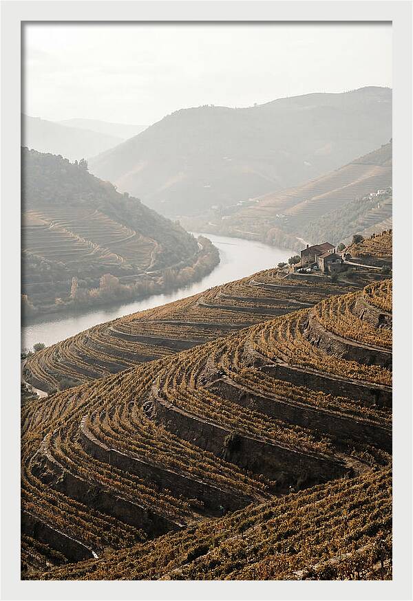 Autumn Colors Of Douro Valley