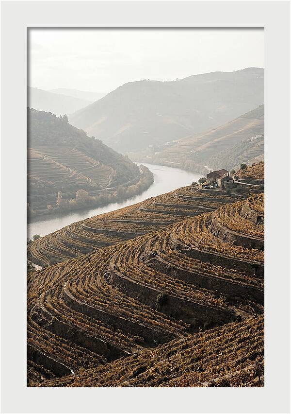 Autumn Colors Of Douro Valley