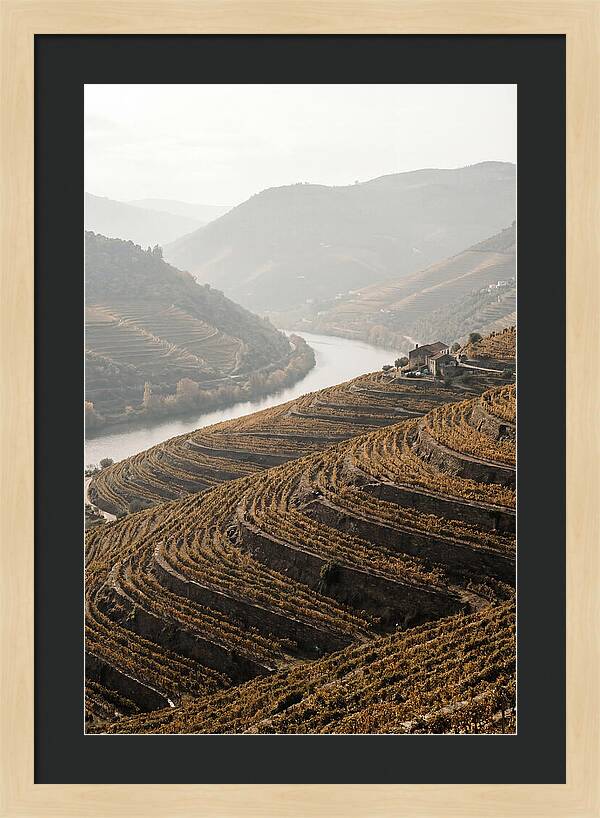 Autumn Colors Of Douro Valley