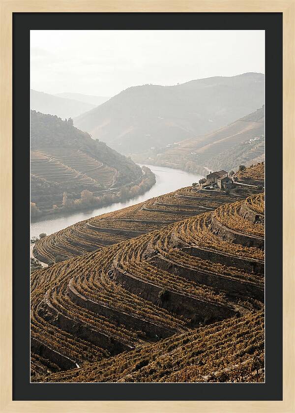 Autumn Colors Of Douro Valley