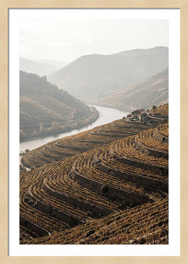 Autumn Colors Of Douro Valley