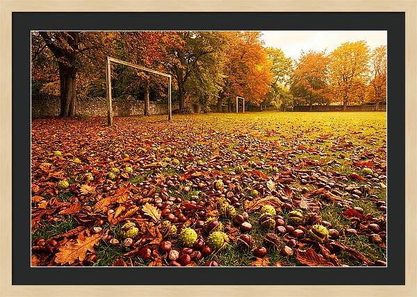 Autumn Conker Gathering