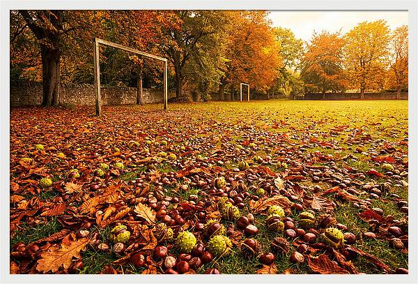 Autumn Conker Gathering