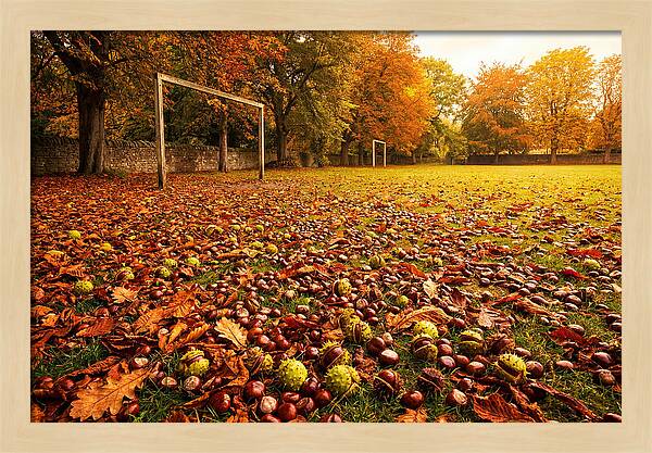 Autumn Conker Gathering