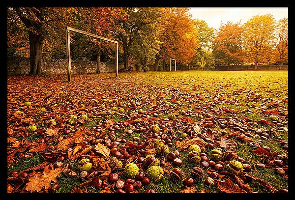 Autumn Conker Gathering