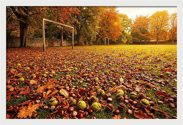 Autumn Conker Gathering