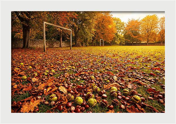 Autumn Conker Gathering