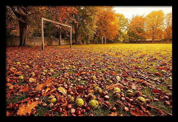 Autumn Conker Gathering