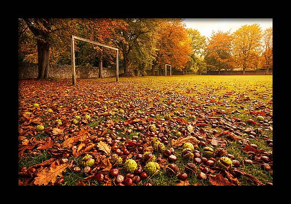 Autumn Conker Gathering