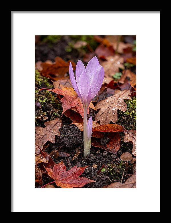 Autumn Crocus Among Fallen Leaves