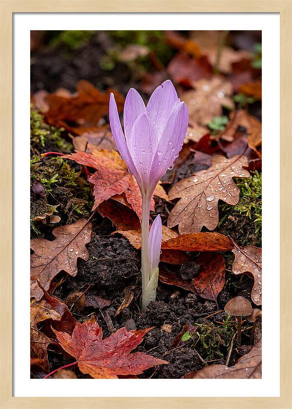 Autumn Crocus Among Fallen Leaves