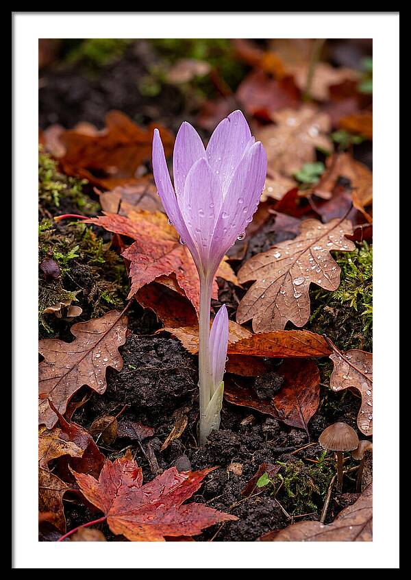 Autumn Crocus Among Fallen Leaves