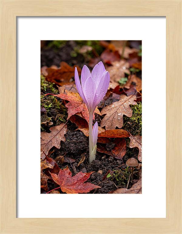 Autumn Crocus Among Fallen Leaves