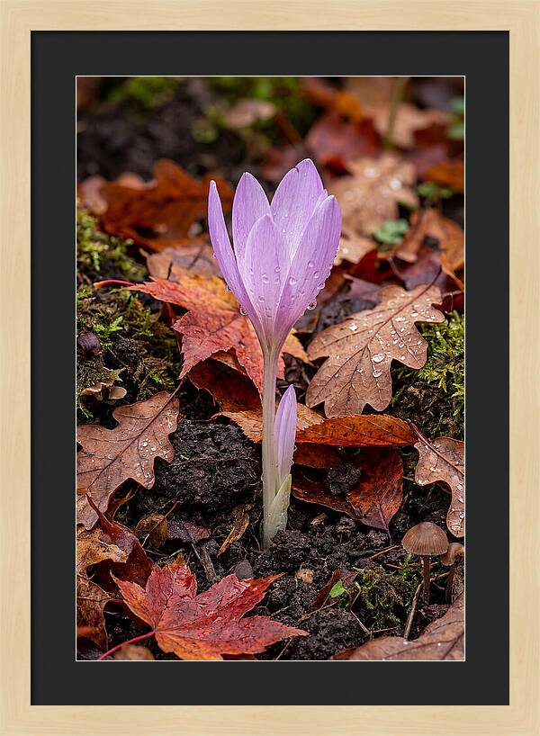 Autumn Crocus Among Fallen Leaves