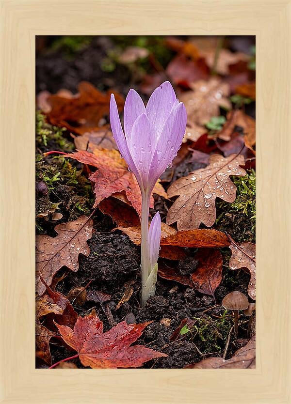 Autumn Crocus Among Fallen Leaves