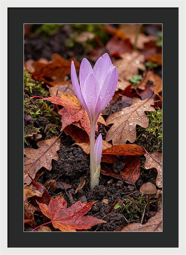 Autumn Crocus Among Fallen Leaves