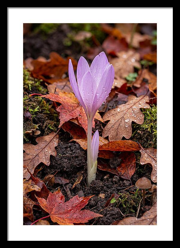 Autumn Crocus Among Fallen Leaves