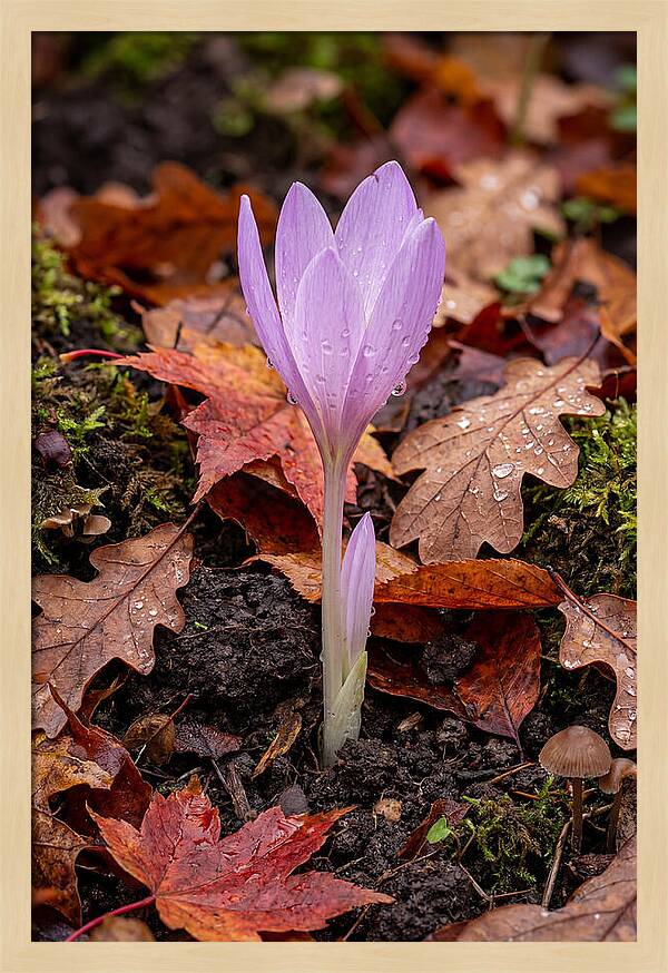 Autumn Crocus Among Fallen Leaves