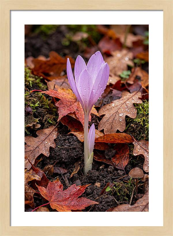 Autumn Crocus Among Fallen Leaves