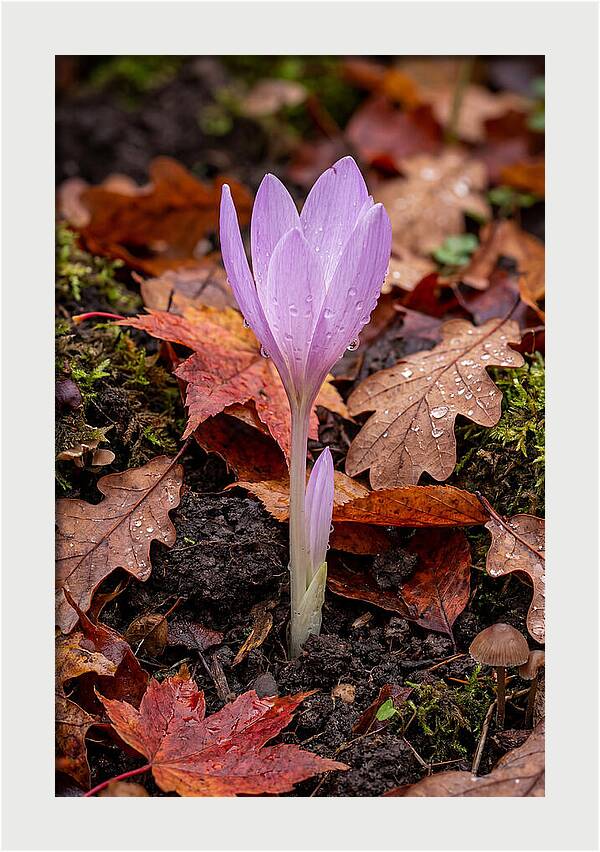 Autumn Crocus Among Fallen Leaves