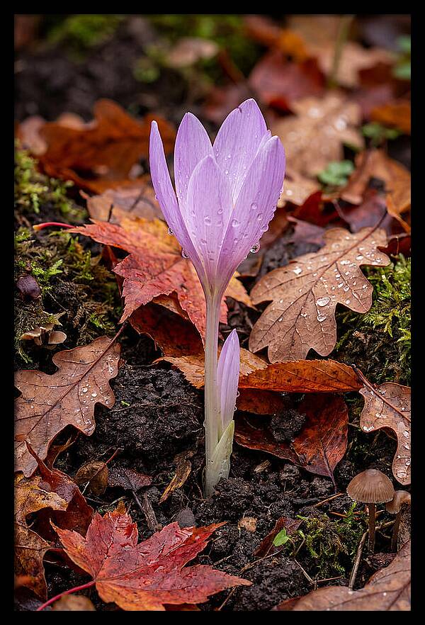 Autumn Crocus Among Fallen Leaves