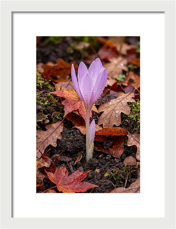 Autumn Crocus Among Fallen Leaves