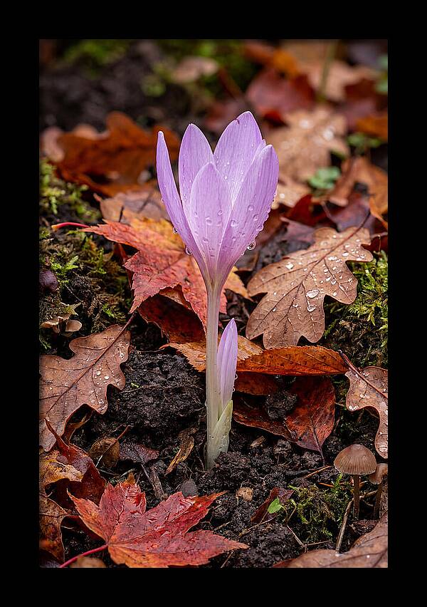 Autumn Crocus Among Fallen Leaves