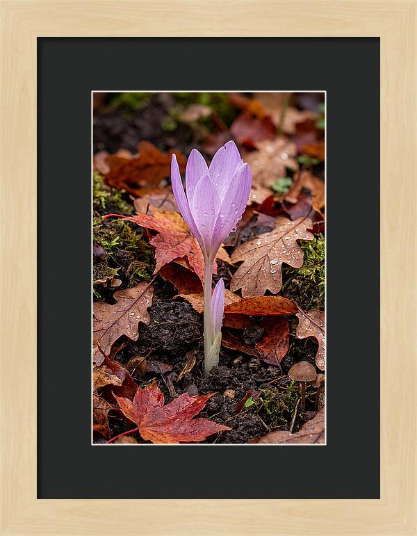 Autumn Crocus Among Fallen Leaves