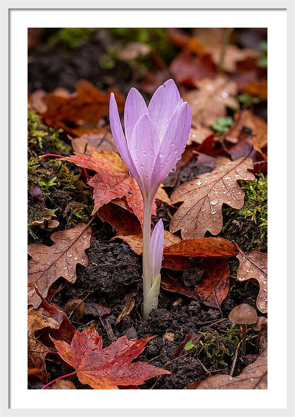 Autumn Crocus Among Fallen Leaves
