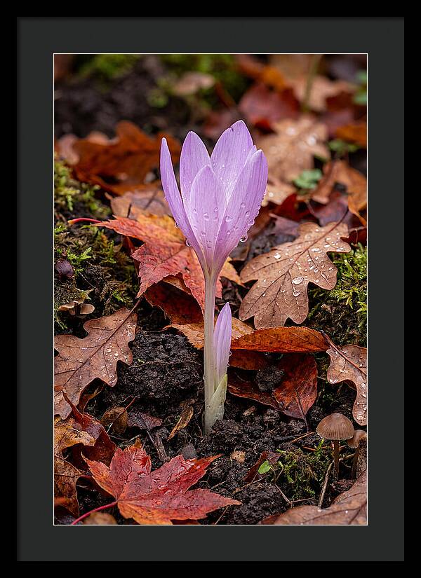 Autumn Crocus Among Fallen Leaves