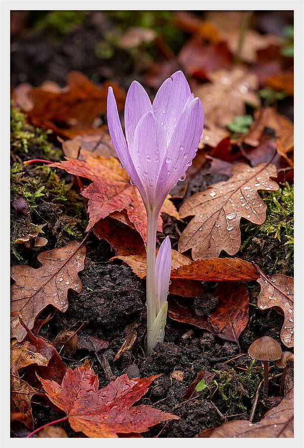 Autumn Crocus Among Fallen Leaves
