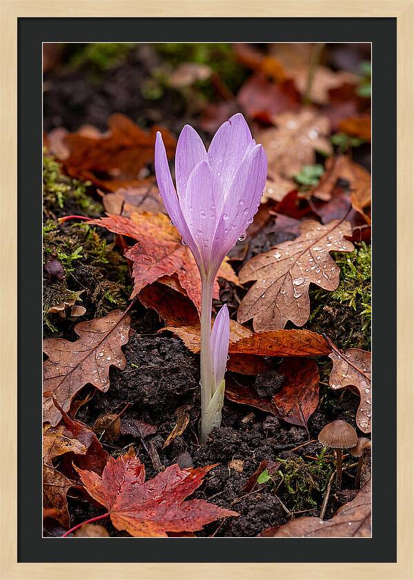 Autumn Crocus Among Fallen Leaves