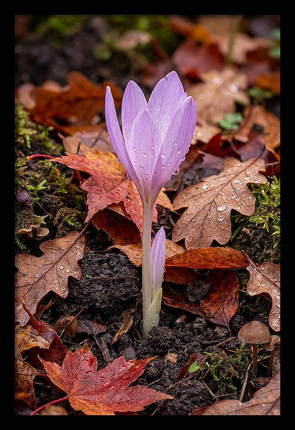 Autumn Crocus Among Fallen Leaves
