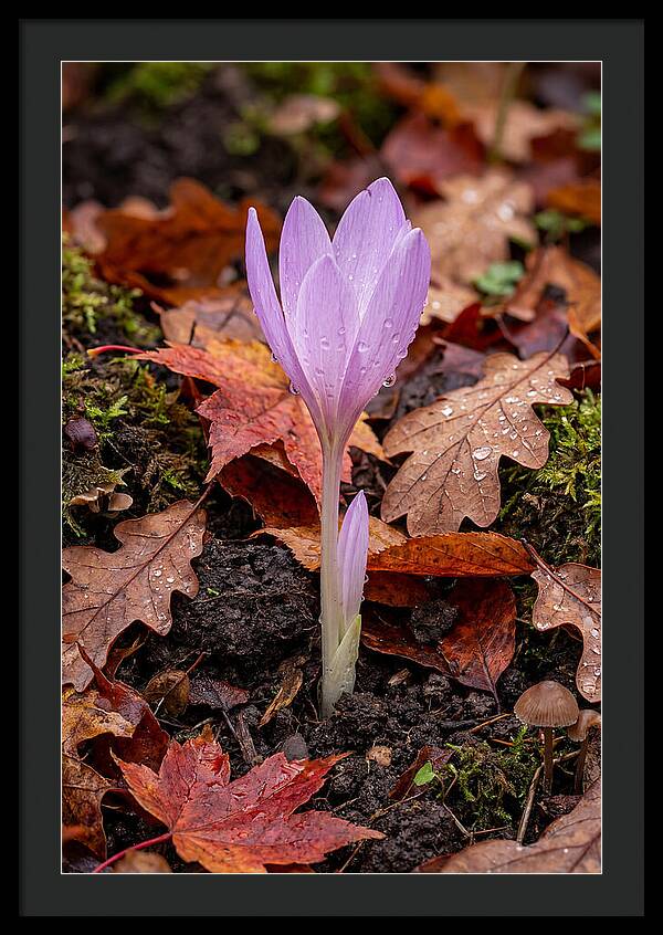 Autumn Crocus Among Fallen Leaves