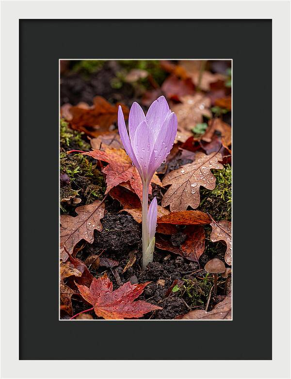 Autumn Crocus Among Fallen Leaves