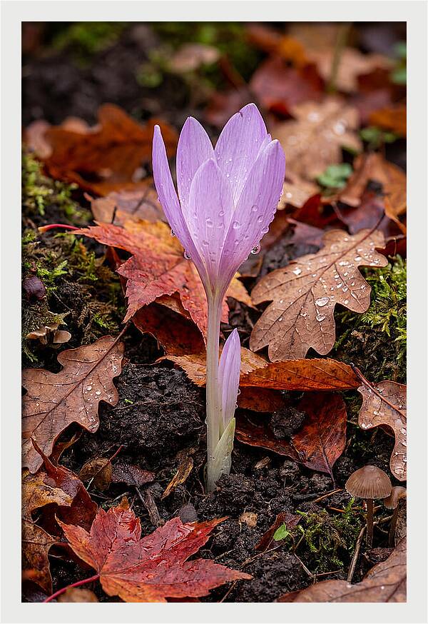 Autumn Crocus Among Fallen Leaves
