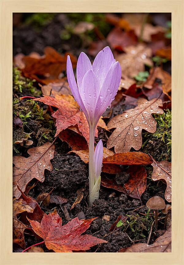 Autumn Crocus Among Fallen Leaves