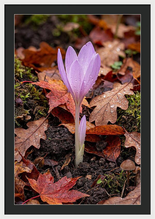 Autumn Crocus Among Fallen Leaves
