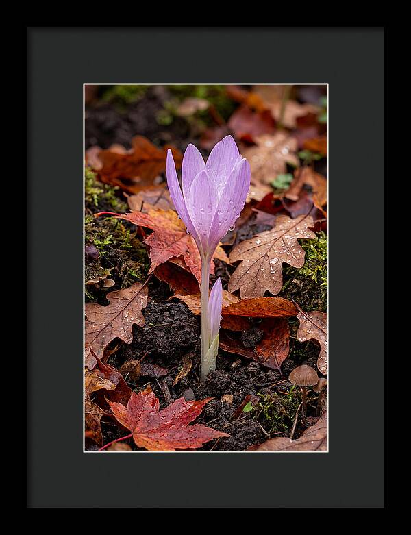 Autumn Crocus Among Fallen Leaves