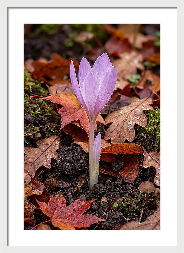 Autumn Crocus Among Fallen Leaves